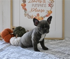 Faux Frenchbo Bulldog Puppy for sale in MILLERSBURG, OH, USA