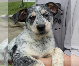 Mutt Dogs for adoption in Prattville, AL, USA