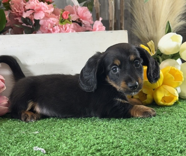 Medium Photo #2 Dachshund Puppy For Sale in CANOGA, NY, USA