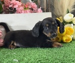 Small #1 Dachshund