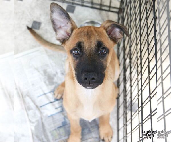 Medium Photo #1 Mutt Puppy For Sale in Washington, DC, USA