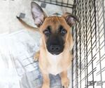 Small Mutt