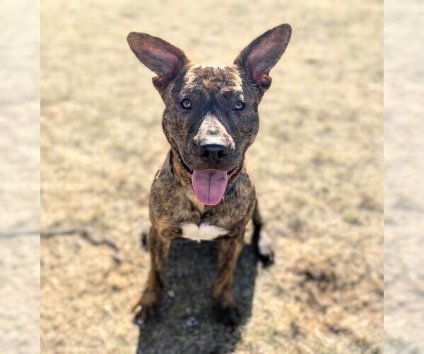 Medium Photo #9 Mountain Cur-Unknown Mix Puppy For Sale in Rockaway, NJ, USA