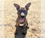 Small #8 Mountain Cur Mix