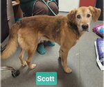 Small Retriever  Mix