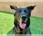 Small German Shepherd Dog Mix