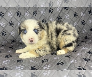 Australian Shepherd Litter for sale in SALISBURY, NC, USA