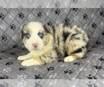 Image preview for Ad Listing. Nickname: Litter of 6