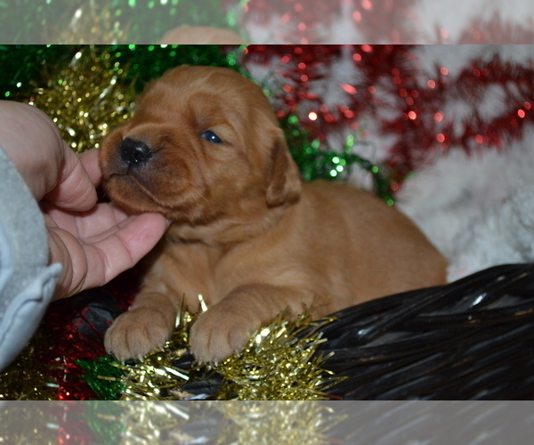 Medium Photo #13 Golden Retriever Puppy For Sale in GREENWOOD, WI, USA