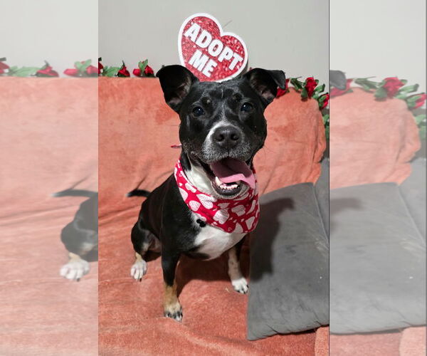 Medium Photo #3 Mutt Puppy For Sale in Rockaway, NJ, USA