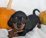 Puppy Yondu Dachshund