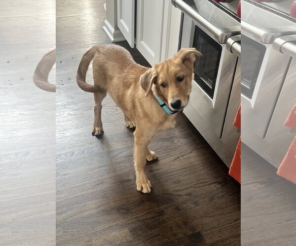 Medium Photo #2 Golden Retriever-Unknown Mix Puppy For Sale in Plainfield, IL, USA