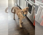 Small #1 Golden Retriever Mix