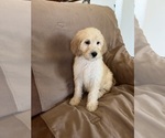 Small Photo #2 Goldendoodle Puppy For Sale in PARKER, CO, USA