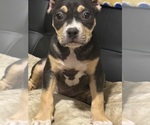 Small Photo #30 American Bully Puppy For Sale in BOLIVAR, MO, USA