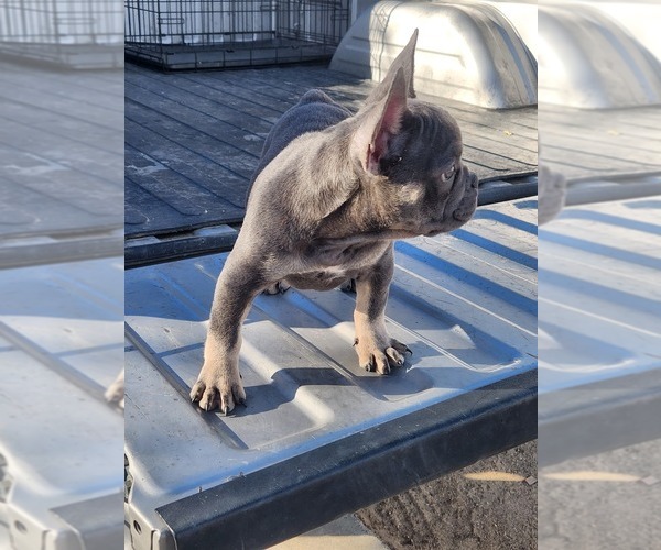 Full screen Photo #1 French Bulldog Puppy For Sale in HESPERIA, CA, USA