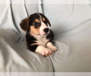 Pembroke Welsh Corgi Puppy for sale in RAMONA, OK, USA