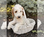 Small #2 Goldendoodle (Miniature)