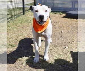 American Pit Bull Terrier-Unknown Mix Dogs for adoption in San Antonio, TX, USA