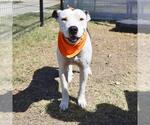 Small American Pit Bull Terrier Mix