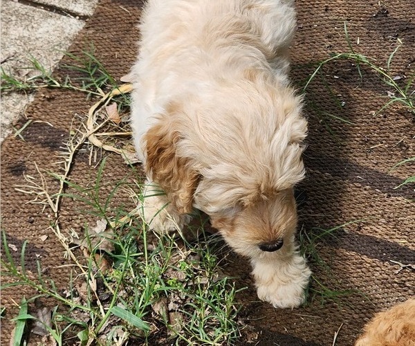 Medium Photo #3 Goldendoodle Puppy For Sale in WACO, TX, USA