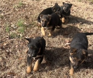 German Shepherd Dog Puppy for sale in LINWOOD, NC, USA