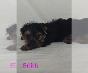 Yorkshire Terrier Puppy for sale in AZLE, TX, USA