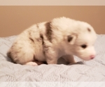 Small Photo #37 Australian Shepherd Puppy For Sale in HERNANDO, MS, USA