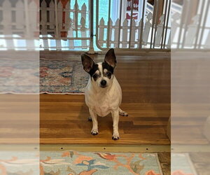 Chihuahua-Unknown Mix Dogs for adoption in Elmsford, NY, USA