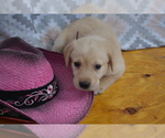 Puppy Ellie Labrador Retriever