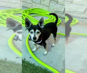 Chihuahua Dogs for adoption in Baytown, TX, USA
