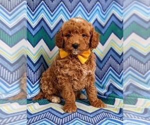 Goldendoodle (Miniature) Puppy for sale in NOTTINGHAM, PA, USA
