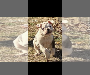 American Bulldog Puppy for sale in BLACKSBURG, SC, USA