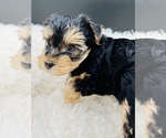 Small Photo #7 Yorkshire Terrier Puppy For Sale in SAN JACINTO, CA, USA
