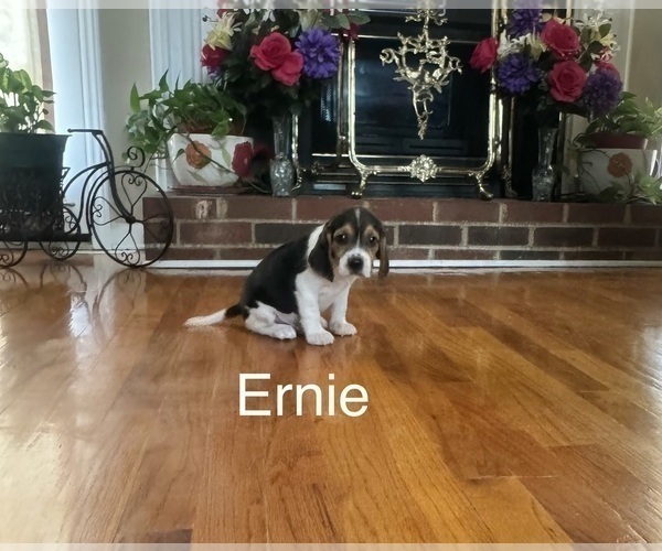 Medium Photo #1 Beagle Puppy For Sale in NATHALIE, VA, USA
