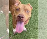 Small #1 American Pit Bull Terrier Mix
