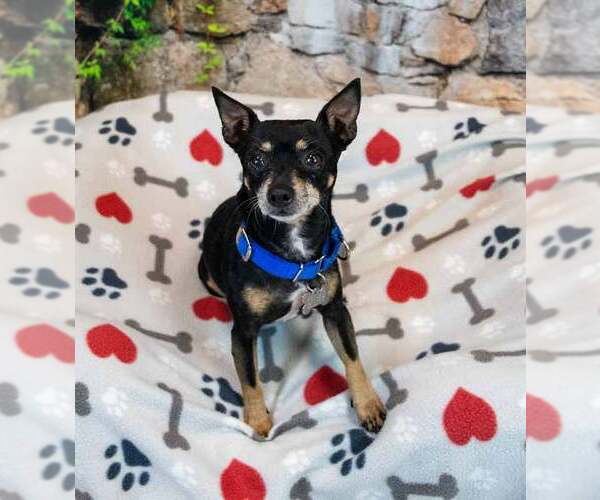 Medium Photo #3 Chihuahua-Unknown Mix Puppy For Sale in Kennesaw, GA, USA