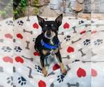 Small #2 Chihuahua Mix
