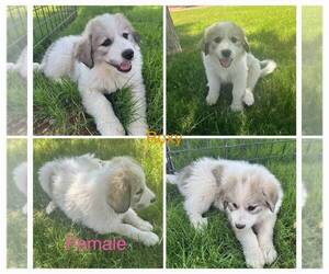 Great Pyrenees Puppy for sale in DEMING, NM, USA