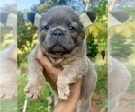 Small Photo #2 French Bulldog Puppy For Sale in ANCHORAGE, AK, USA