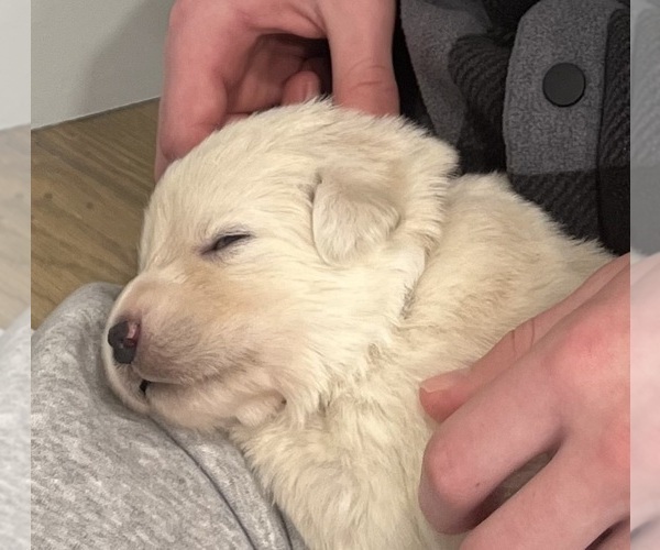 Medium Photo #5 Maremma Sheepdog Puppy For Sale in LECOMPTON, KS, USA