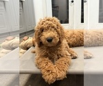 Small #1 Goldendoodle