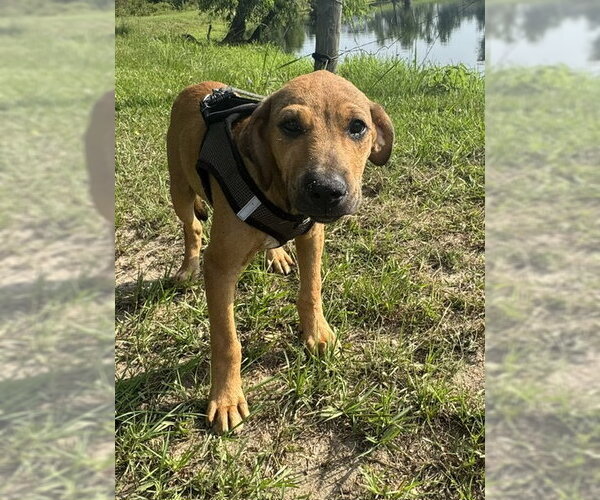 Medium Photo #3 Labrador Retriever-Unknown Mix Puppy For Sale in Tarrytown, GA, USA