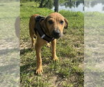 Small #2 Labrador Retriever Mix