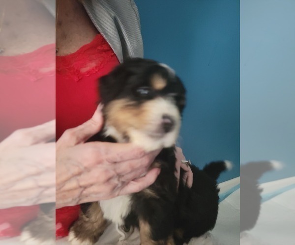 Medium Photo #2 Miniature Bernedoodle Puppy For Sale in O FALLON, MO, USA
