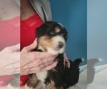 Small Photo #2 Miniature Bernedoodle Puppy For Sale in O FALLON, MO, USA