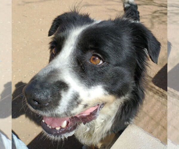 Medium Photo #4 Border Collie-Unknown Mix Puppy For Sale in Apple Valley, CA, USA