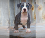 Small Photo #7 American Bully Puppy For Sale in LOS ANGELES, CA, USA