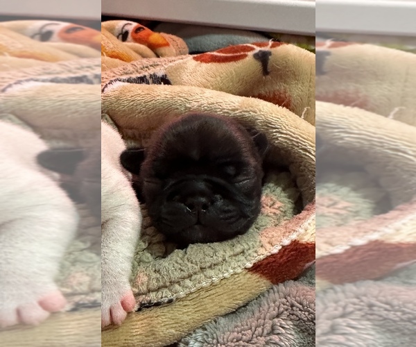 Medium Photo #1 French Bulldog Puppy For Sale in LONGS, SC, USA