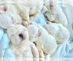 Maltese Puppy for sale in HAYWARD, CA, USA